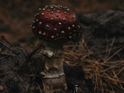 Šťastné a Veselé Vianoce